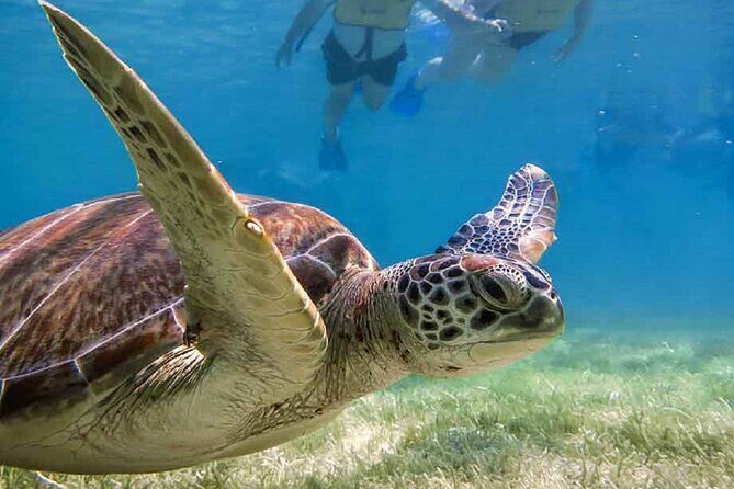 Akumal Bay snorkeling, plus 3 cenotes and great food - Final Thoughts