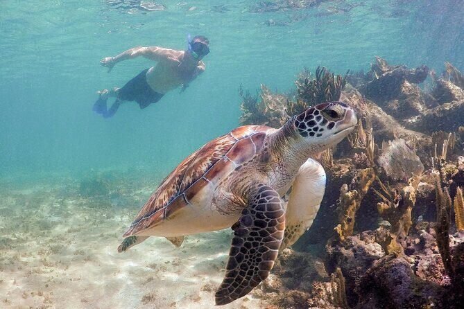 Akumal Cenote Swimming and Snorkeling from Cancun & Costa Mujeres - Who Would Enjoy This Tour?