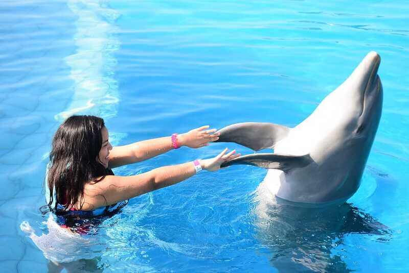 Akumal: Dolphin Encounter - The Overall Experience
