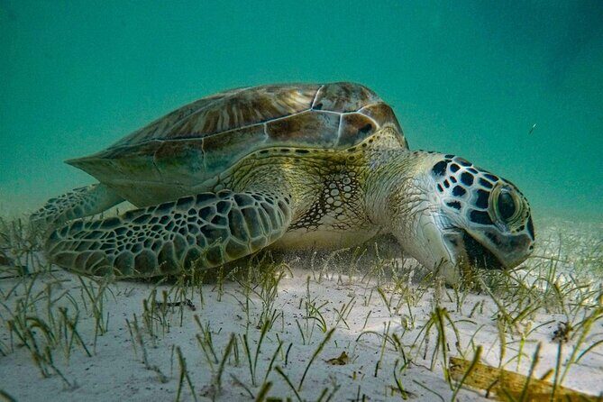 Akumal : Guided Snorkeling with Green Turtles and Corals - How the Experience is Structured
