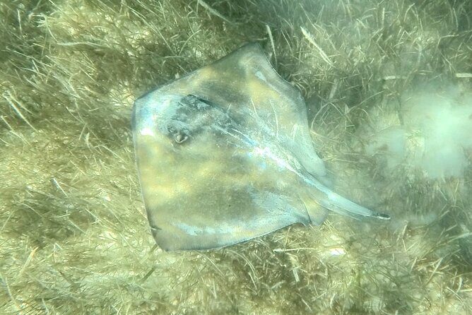 Akumal : Guided Snorkeling with Green Turtles and Corals - The Group Size and Atmosphere