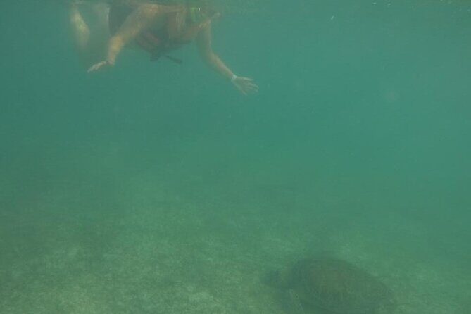 Akumal : Guided Snorkeling with Green Turtles and Corals - The Quality of Guides and Service