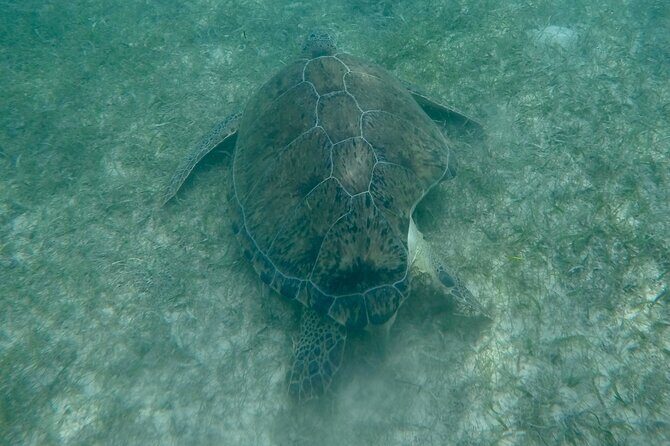 Akumal : Guided Snorkeling with Green Turtles and Corals - Booking and Practical Details