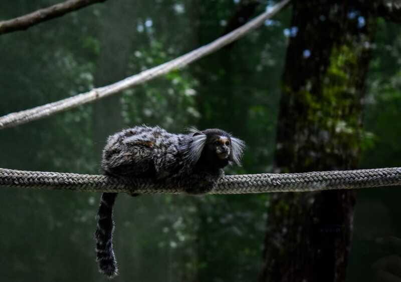 Akumal: Monkey Sanctuary, ATV, Cenote, & Yalku Snorkel Tour - FAQ