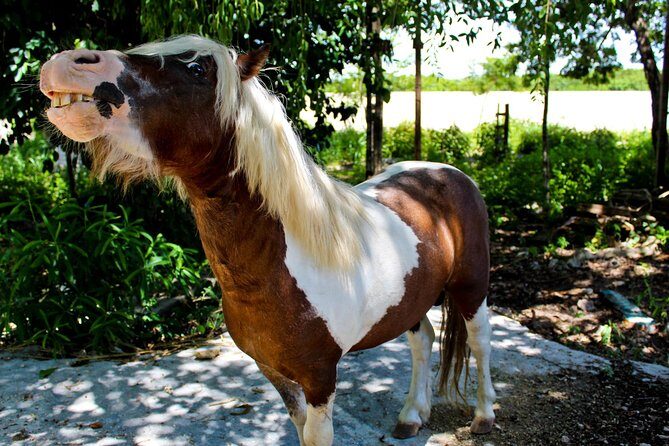 Akumal Monkey Sanctuary - The Reviews: A Mix of Praise and Honesty