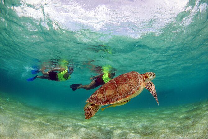 Akumal paradise tour Swimming with Turtles & ancient Tulum Ruins. Lunch included - Who Should Consider This Tour?