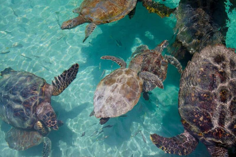 Akumal: Snorkeling Adventure with Turtles and Marine Life - What’s Included and What to Keep in Mind