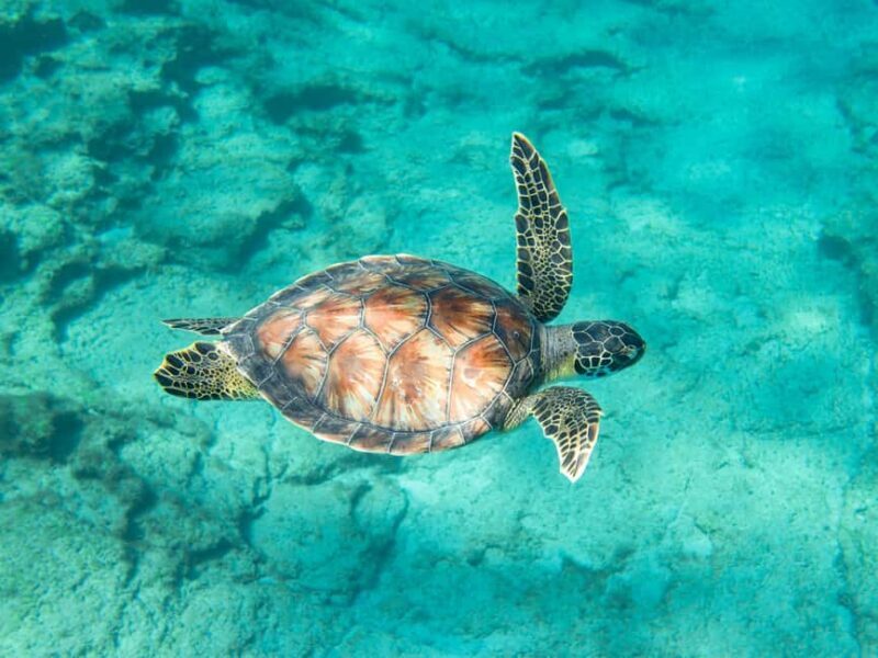 Akumal: Snorkeling Adventure with Turtles and Marine Life - The Real Experience: What Travelers Say