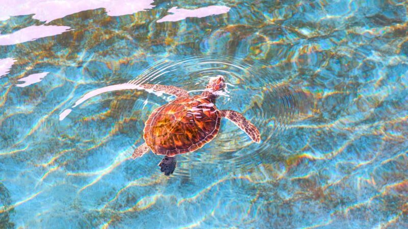 Akumal: Snorkeling Adventure with Turtles and Marine Life - Pricing and Value