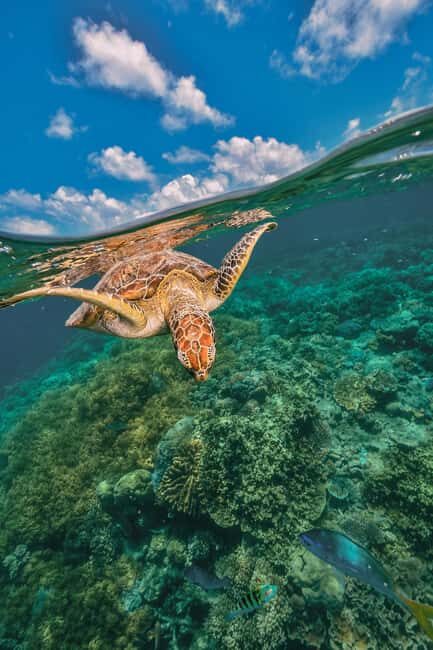 Akumal: Snorkeling Adventure with Turtles and Marine Life - Final Thoughts
