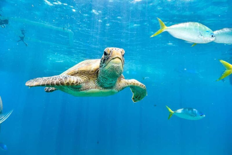 Akumal: Snorkeling Adventure with Turtles and Marine Life - FAQ