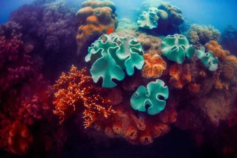 Akumal: Snorkeling with Marine Life and an Expert Tour Guide - Final Thoughts