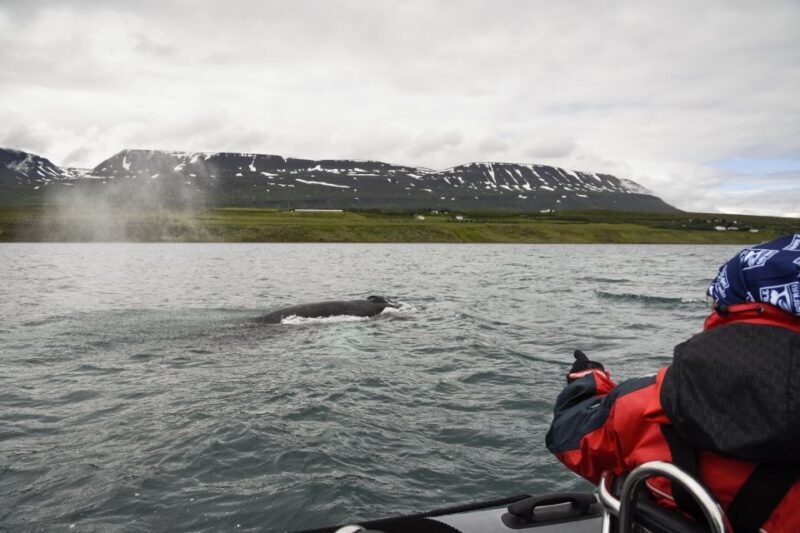 Akureyri: 2-Hour Whale Watching Express by RIB Speedboat - Final Thoughts