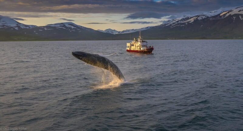 Akureyri: 3-Hour Classic Whale Watching Tour by Ship - Who Will Love This Tour?