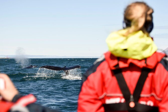 Akureyri Express Whale Watching by RIB boat - What to Expect on Your Whale Watching Adventure