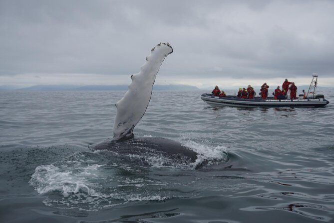 Akureyri Express Whale Watching by RIB boat - Authentic Traveler Feedback