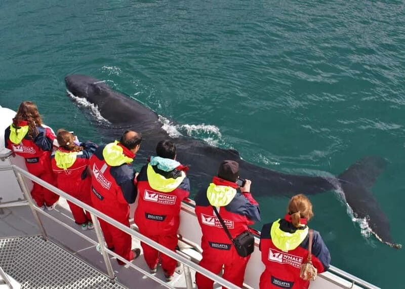 Akureyri: Food Walk and Whale Watching Tour - Final Thoughts