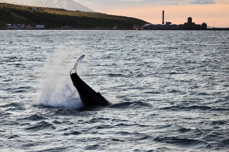 Akureyri: Whale Watching in the Midnight Sun - Guides & Education