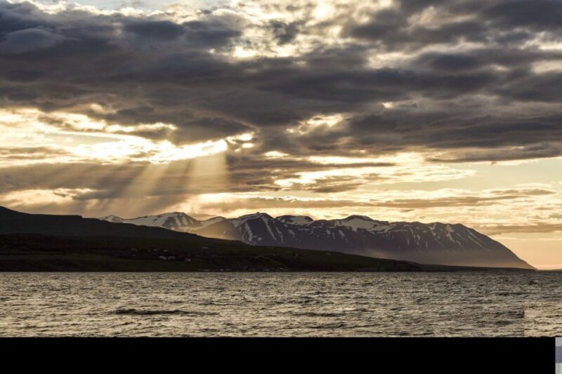 Akureyri: Whale Watching in the Midnight Sun - Cost & Value