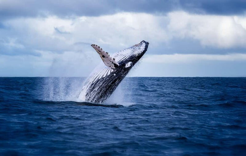Akureyri: Whale Watching Shore Excursions - Key Points