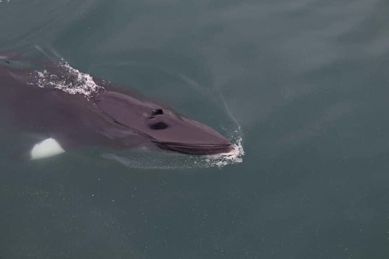 Akureyri: Whale Watching Shore Excursions - Duration and Timing