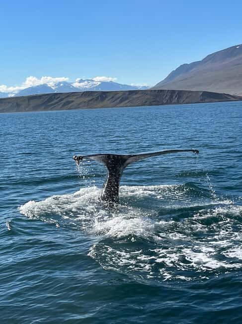 Akureyri: Whale Watching Tour with Transfer from Port - The Experience in Detail