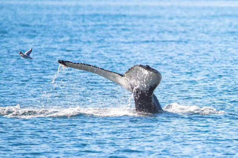 Akureyri: Whale Watching Tour with Transfer from Port - Frequently Asked Questions (FAQs)