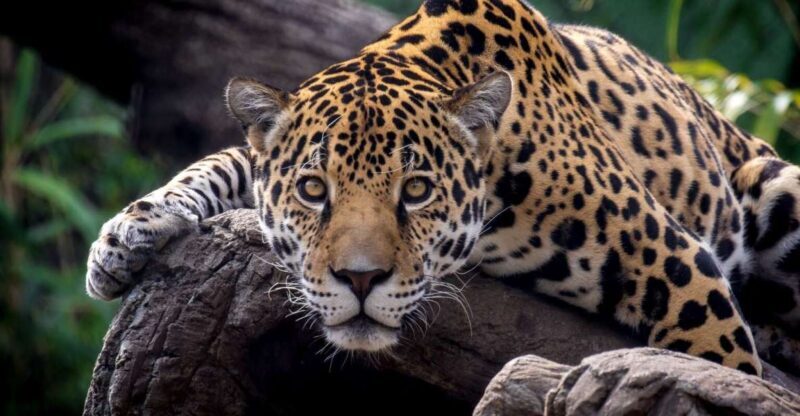 Alabama: Birmingham Area Family Fun Multi-Attraction Pass - The Value Proposition