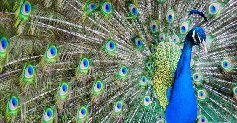 Alabama: Gulf Shores/Orange Beach Area Multi-Attraction Pass - What Does the Gulf Shores/Orange Beach Multi-Attraction Pass Cover?