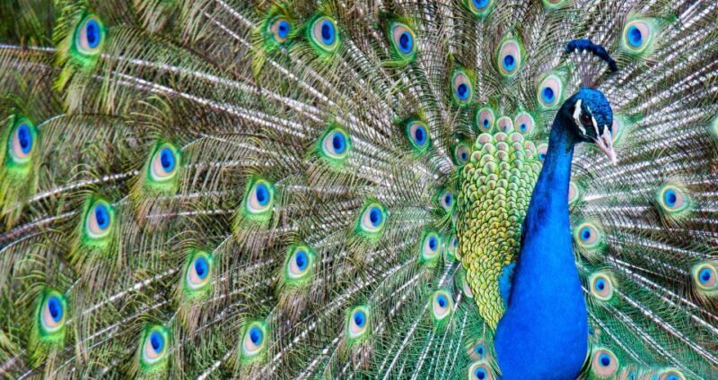 Alabama: Gulf Shores/Orange Beach Area Multi-Attraction Pass - Is It Good Value?