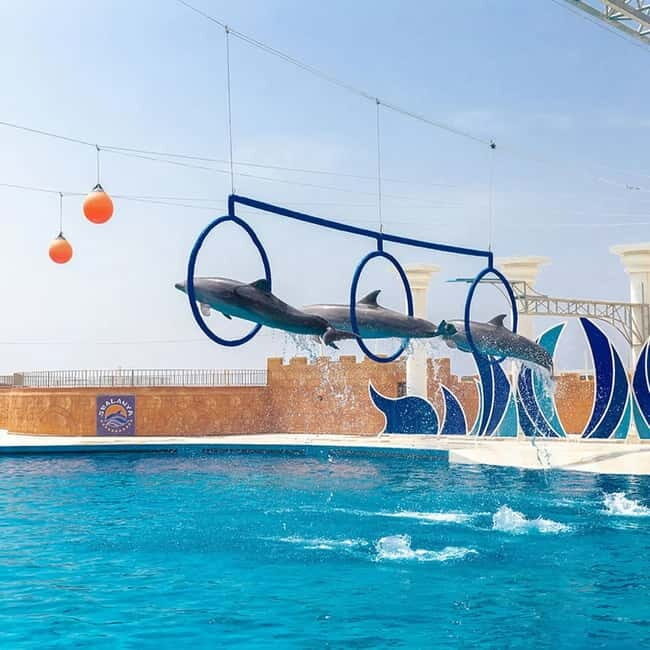 Alanya: Sealanya Dolphinpark Dolphin Show Tour - Key Points