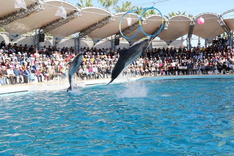 Alanya: Sealanya Dolphinpark Dolphin Show Tour - The Sum Up