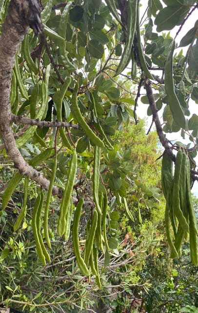 Alanya/Side: Starcraft Boat Trip w/ Unlimited Beer and Wine - Is this Tour Right for You?