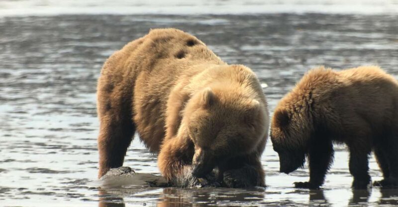 Alaska 9 Day Ocean Wildlife to Interior Wilderness Adventure - Transportation & Logistics