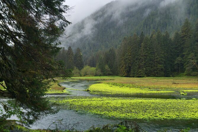 Alaska Bears and Silver Bay Homestead - The Tour in Detail