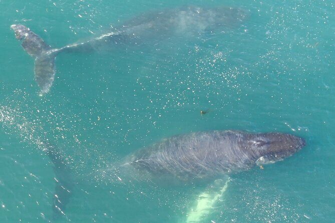 Alaska Whale Watching with bonus Drone viewing of Whales - The Experience: What You Can Expect