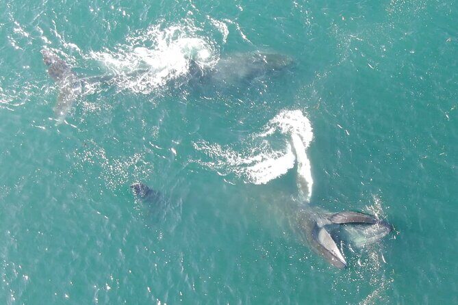 Alaska Whale Watching with bonus Drone viewing of Whales - The Value of This Tour