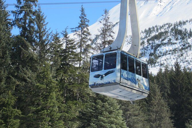 Alaska Wildlife Center and Turnagain Arm Tour w/Alyeska Tram - An In-Depth Look at What You Can Expect