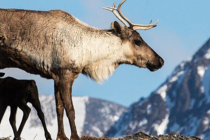 Alaska Wildlife Center and Turnagain Arm Tour w/Alyeska Tram - FAQs