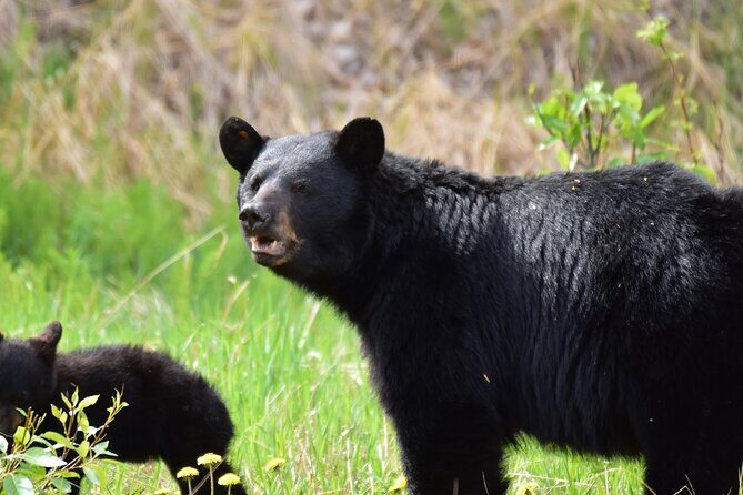 Alaska Wildlife Safari and Sightseeing Tour - Final Thoughts