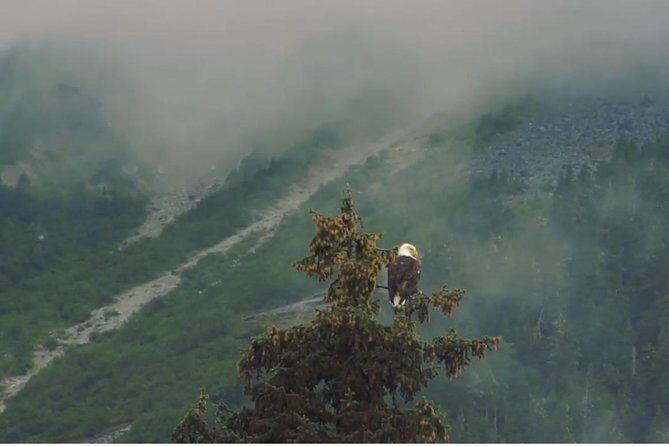 Alaska Wildlife Voyageur Canoe Safari from Haines - Who Is This Tour Best For?