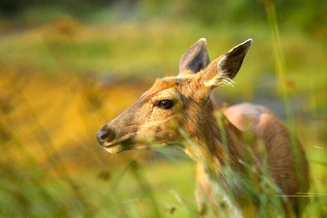 Alaskan Lodge Adventure and Seafeast - Dive Into the Details of This Ketchikan Adventure
