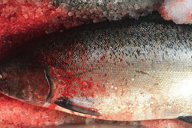 Alaskan Salmon Fishing with optional Adaptive Gear - Key Points
