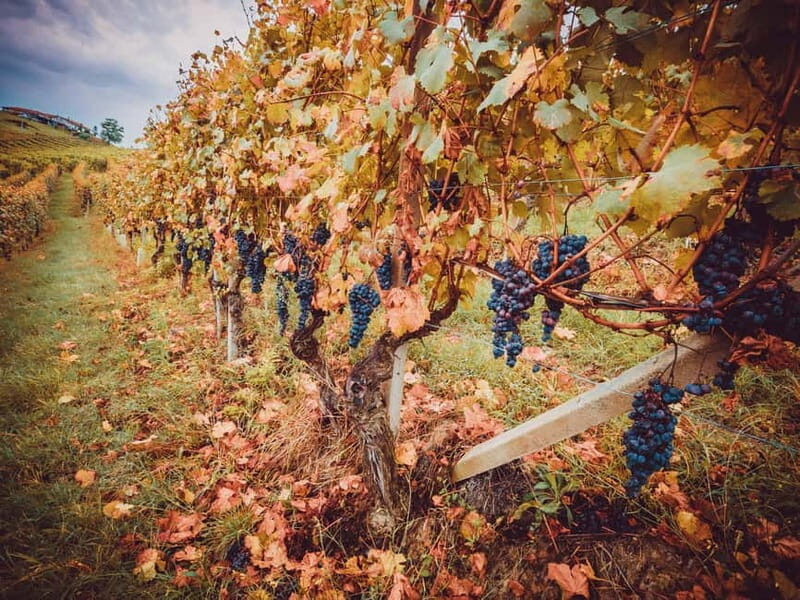 Alba: Wine Tasting and Tour with a Local Producer - Final Thoughts