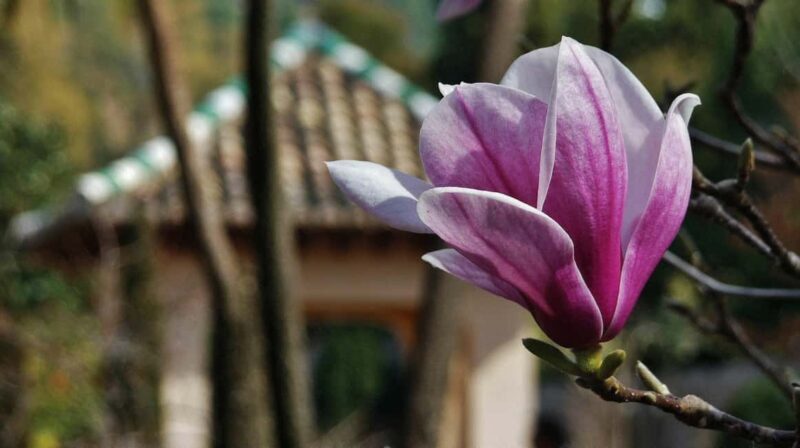 Albaicin and Sacromonte: Guided tour and sunset at Mirador San Nicolas - The Value of This Tour