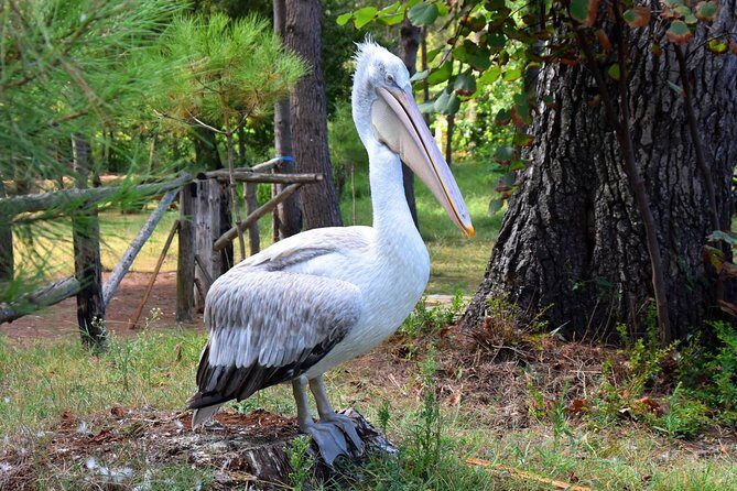 Albania Birdwatching, Kayaking, Bicycle National Park Divjaka Karavasta(ARG) - A Closer Look at What the Tour Offers