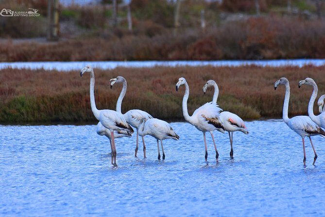 Albania Birdwatching, Kayaking, Bicycle National Park Divjaka Karavasta(ARG) - Final Thoughts