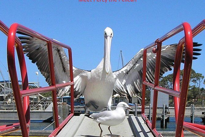 Albany Wildlife and Scenic Cruise - Key Points