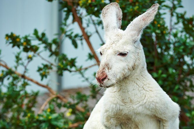 Albany's Historic Whaling Station Admission Ticket - The Sum Up