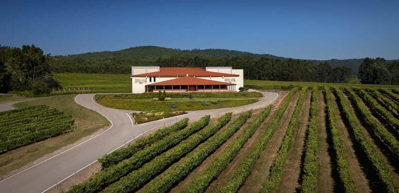 Albariño Wine Tour: Taste, Learn & Take Home a Special Gift - Key Points